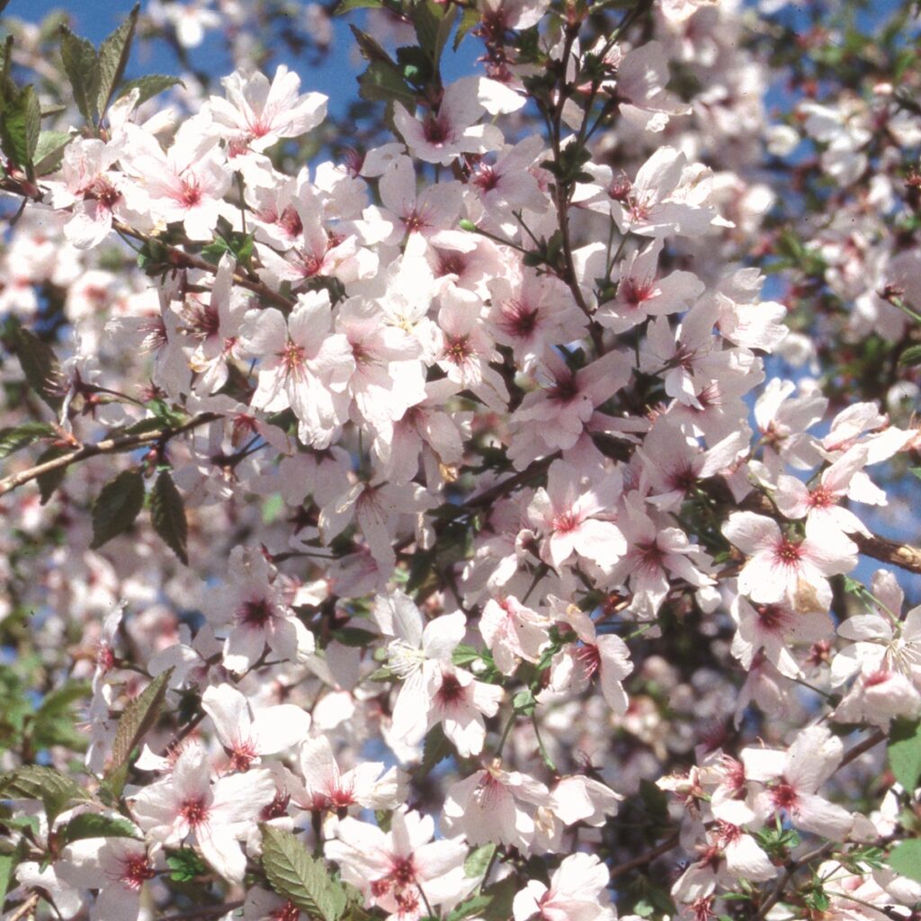 Prunus ‘The Bride’ Flowering Cherry Tree 5038838004629 2